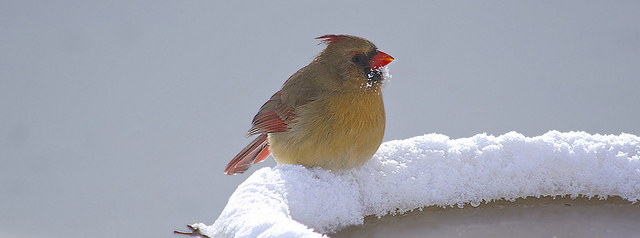 cardinal drinking water in winter