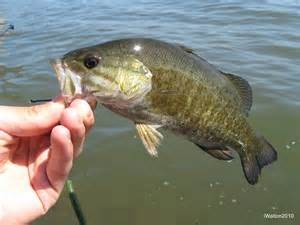 largemouth bass