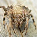 Hairy the Spider