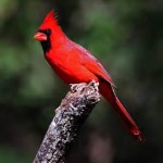 Cardinal Territory
