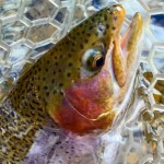 Mossy Creek Fly Shop Report