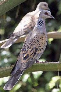 250px-European_Turtle_Dove_(Streptopelia_turtur)