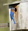 Attract Bluebirds – Right Now!