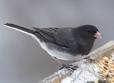Our Juncos Are Here