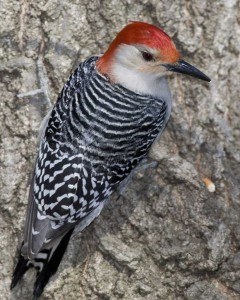Red-bellied_Woodpecker_c22-34-462_l_1