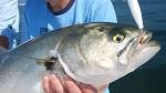Bluefish Are In the Bay