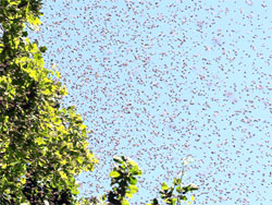 honey-bee-swarm