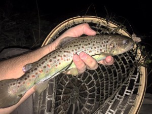 brown-trout1