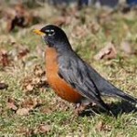 National Robins’ Convention