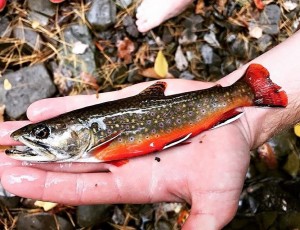 brook-trout-1