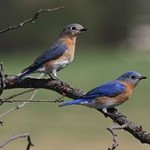 Bluebirds: Getting Ready To Nest