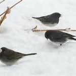 A Flock of Snowbirds