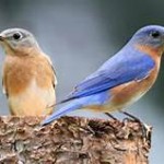 Bluebirds On The Nest