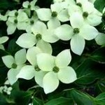 Dogwood Blooms and Red Drum