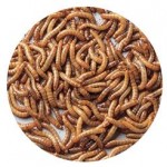 Mealworms For The Birds