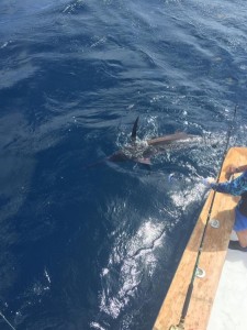 blue_marlin
