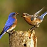 Bluebirds: Two for Two
