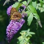 Plant a Butterfly Bush (Milkweed, Too)