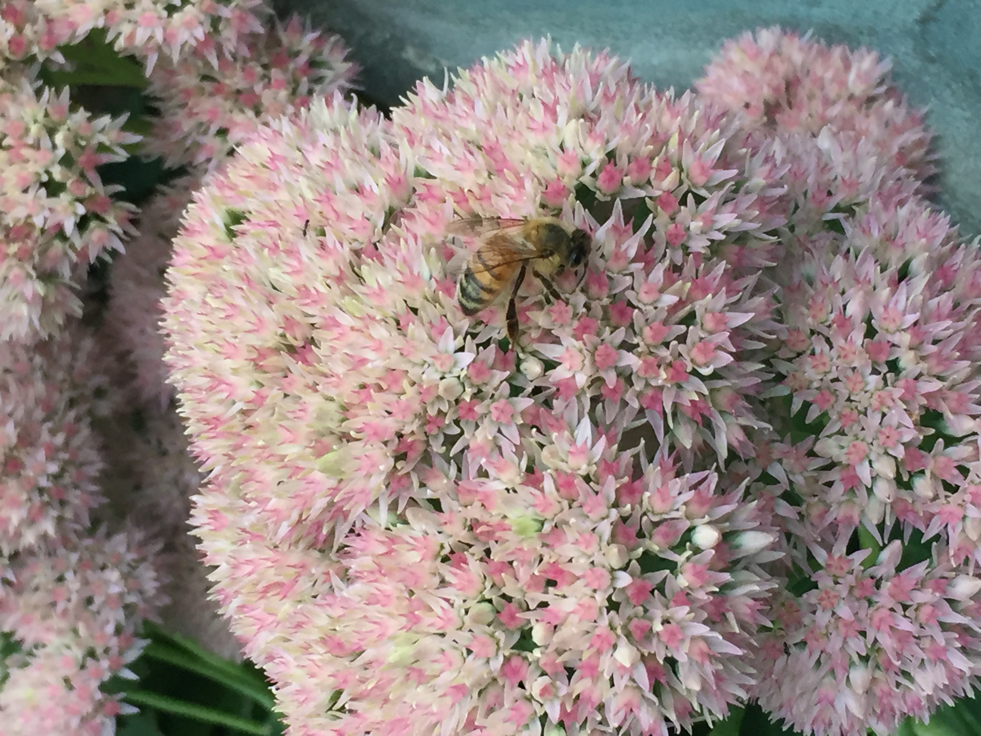 Bees Love Sedum Autumn Joy