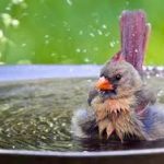Birds Need Water