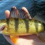 Yellow Perch On The Move