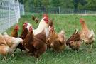 Tips On Raising Chickens
