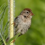 Attract and Support Birds with Native Plants