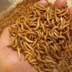 Fluker Farms Mealworms