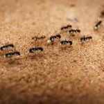 Ants: All You Can Eat Buffet