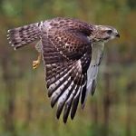 The Do’s and Don’ts of Hawk Chasing