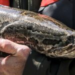 Snakeheads on the Move