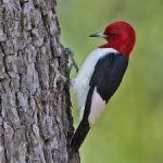 A Genuine Red-headed Woodpecker
