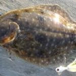 Flatfish Bite Improving