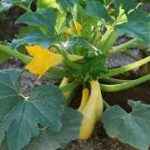 The Lonely Squash Plant