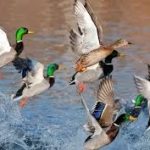 Duck Numbers Down for 2018