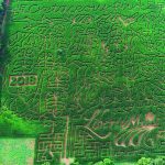 Liberty Mills Farm Corn Maze