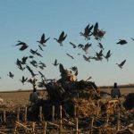 Goose Hunting Tips
