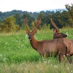 Elk in Virginia