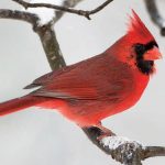A Cardinal in the Snow