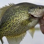 Crappie Coming Soon