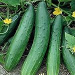 Hybrid English Cucumbers