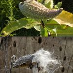 Where Has All the Milkweed Gone?