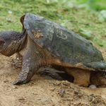 Snapping Turtles Need Protection