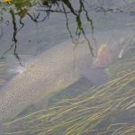 Summer Trout Tips