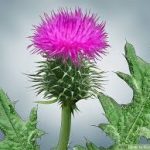 Thistles: A Beautiful Weed