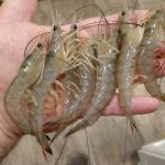 Shrimp Boats are A’Coming
