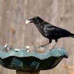 A Crow Fondue
