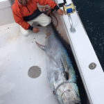 Big Ol’ Bluefins