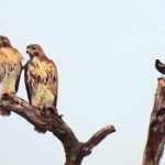 A Pair of Red-tailed Hawks