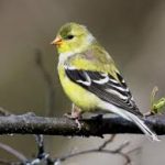 (Almost) Gold Finches
